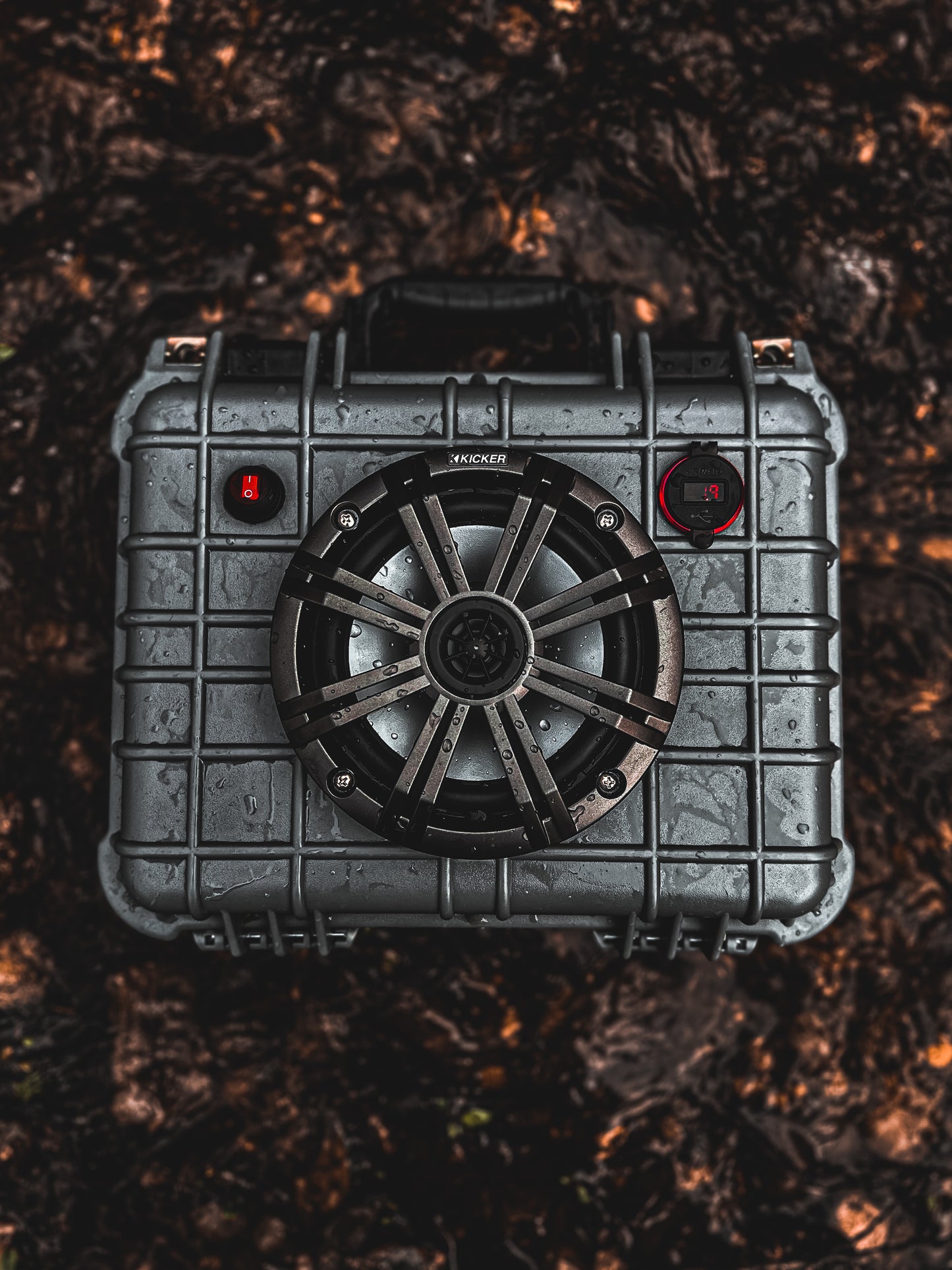GRAY WATERBUG